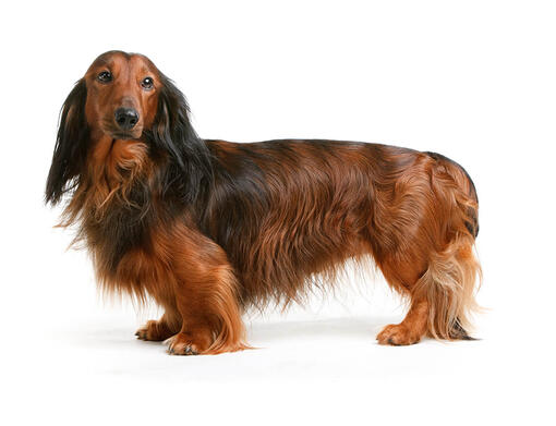 Long haired shop weiner dog